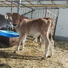 Okuzce