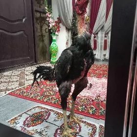 САМАРКАНТ ЖУЖЕ