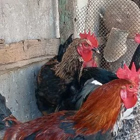 Петухи