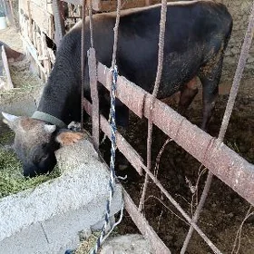 öküz