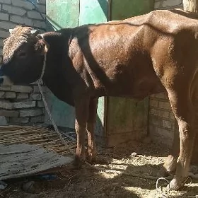 okuzce