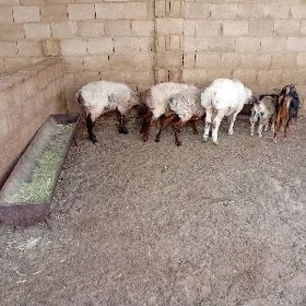 Işşek we geci
