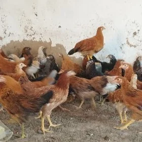 towuk jüÿje