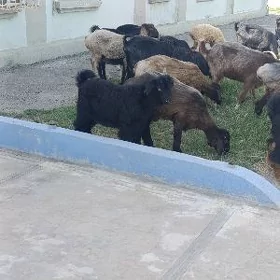 ÇEWIŞ