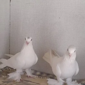 kepderi