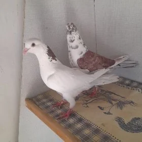 kepderi