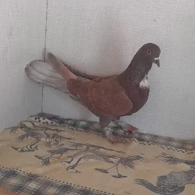 kepderi