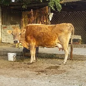 goleli sygyr