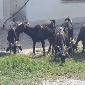 GEÇI