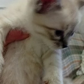 котята