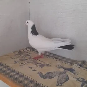 kepderi