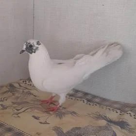 kepderi