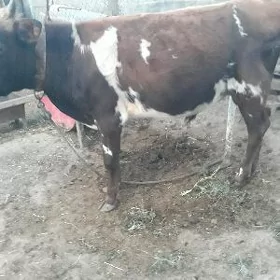 oküz