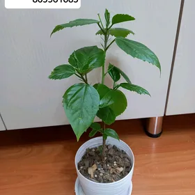 Kitaýskaýa Roza