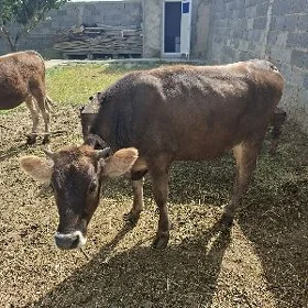 Göle