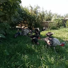 İnduk horaz