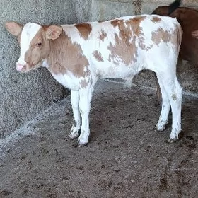 SİMENTAL ÖKÜZ