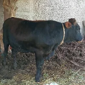 ÖKIZ