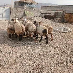 гочлар
