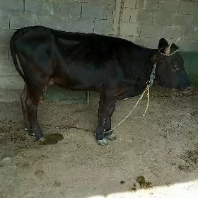 goleli sygyr
