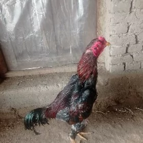 Horazhoraz