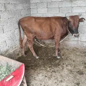 Ökuz