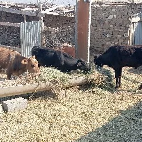 okuz