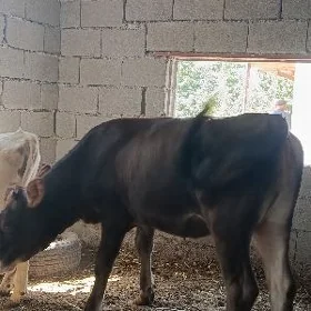tuwe
