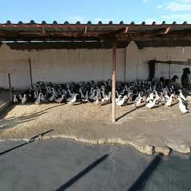 ordek