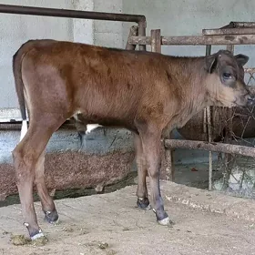 ÖKÜZCE