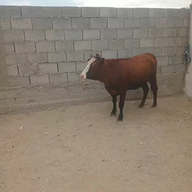Sygyr