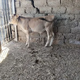 öküz