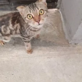 Pişik  tapyldy