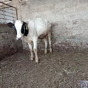 öküz