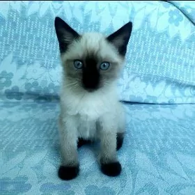 сиамские котята