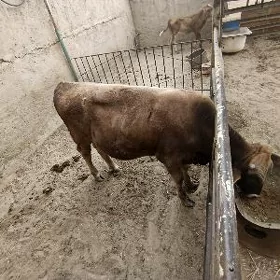 öküz