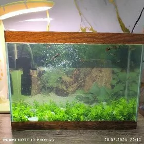 Akwaryum balyk