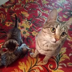 домашние котята