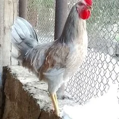 Horaz