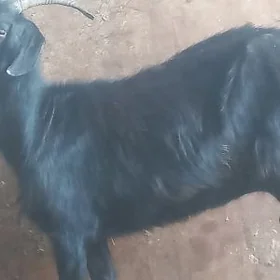 geci