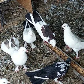 Kepderi