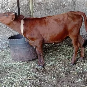 tüwe