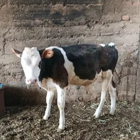 Öküz