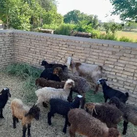 tokly çebiş
