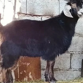 çewiş