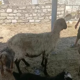 goyun bakymlyk