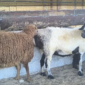 guzuly goýunlar