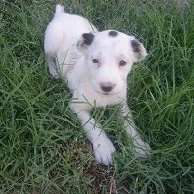 Türkmen iti.