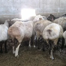 bakylan goýunlar