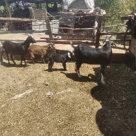 owlakly geçiler